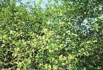 MG电子,油茶种植出产加工销售,植物油种植出产加工销售